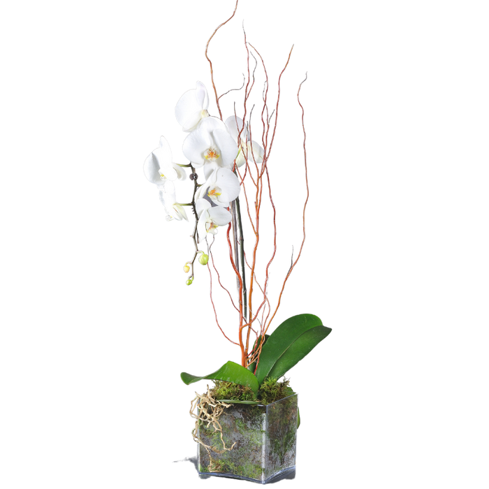 Orchidée - diam 10 cm