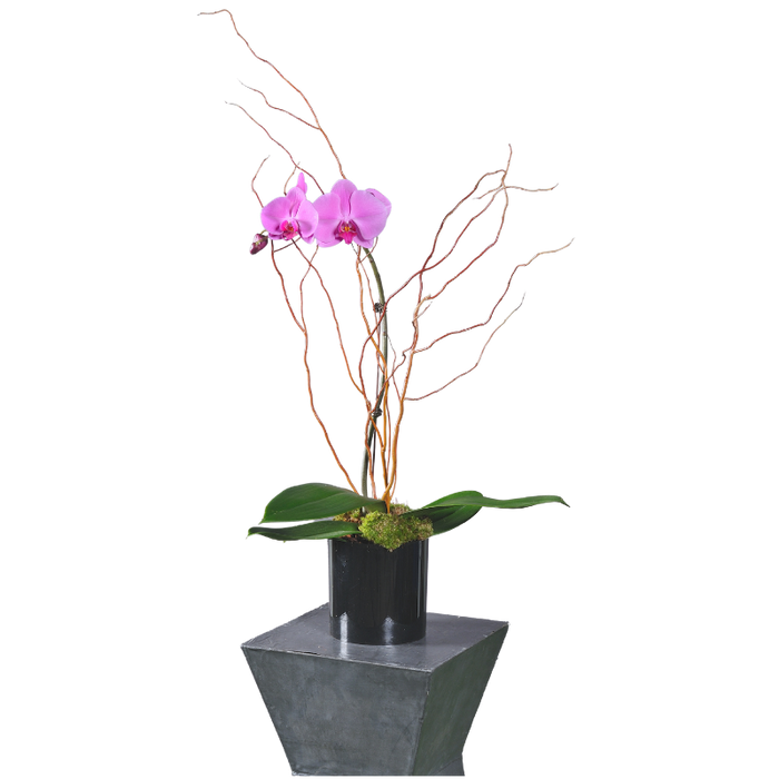 Orchidée - diam 10 cm