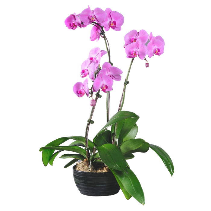 Orchidée - diam 30 cm