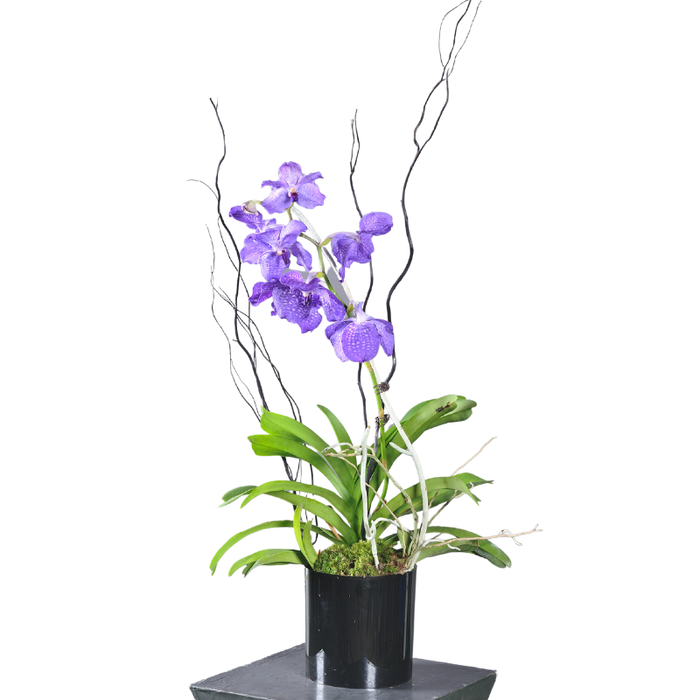 Orchidée - diam 30 cm